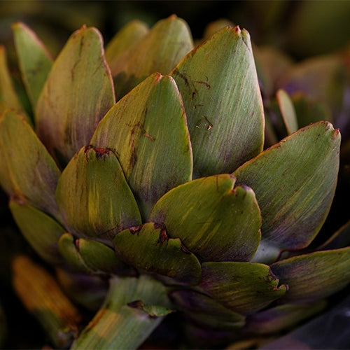 Globe Artichoke