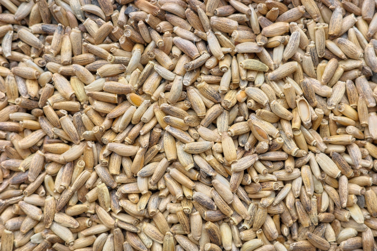 Milk Thistle Extract