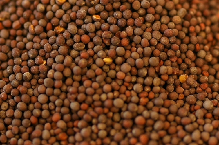 Mustard Seed Extract (Std. to Myrosinase)